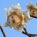 Fleur de baobab/Baobab tree flower (1)