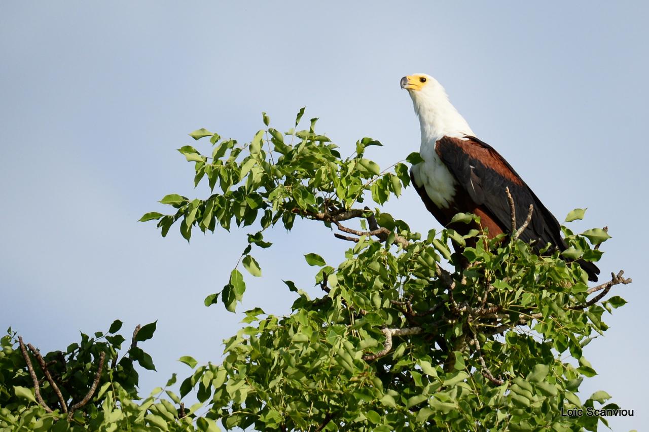 Aigle vocifère/African Fish Eagle (1)