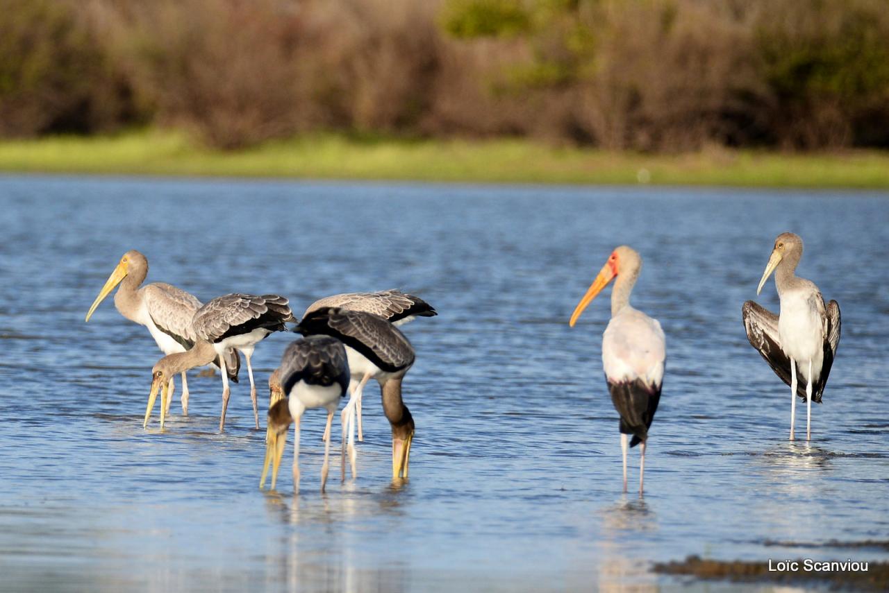 Tantale ibis/Yellow-billed Stork (2)