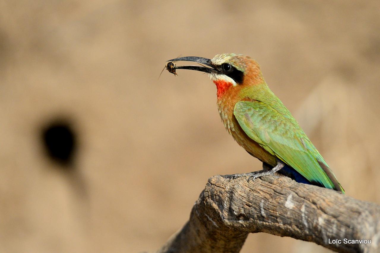 Guêpier à front blanc/White-fronted Bee-eater (4)