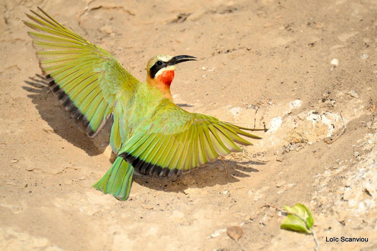 Guêpier à front blanc/White-fronted Bee-eater (5)
