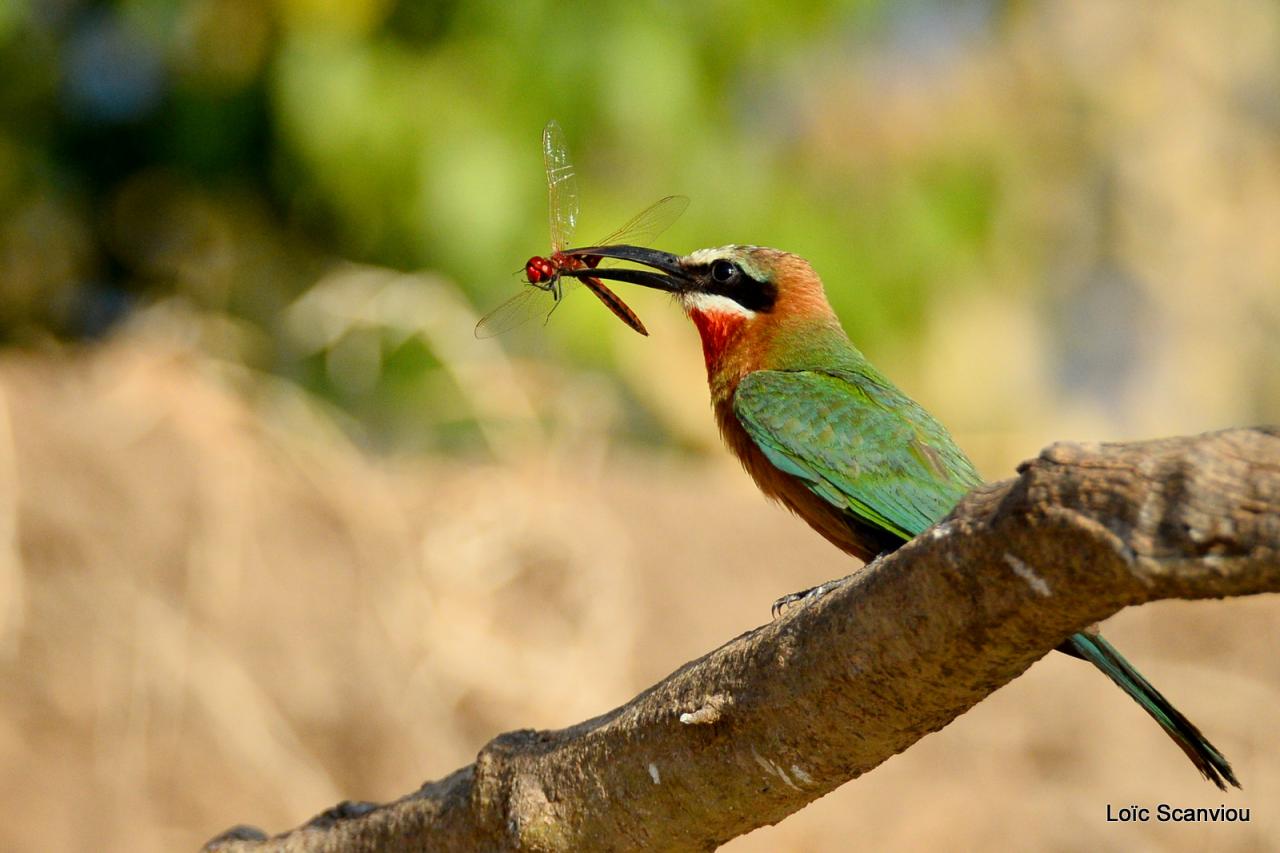 Guêpier à front blanc/White-fronted Bee-eater (6)