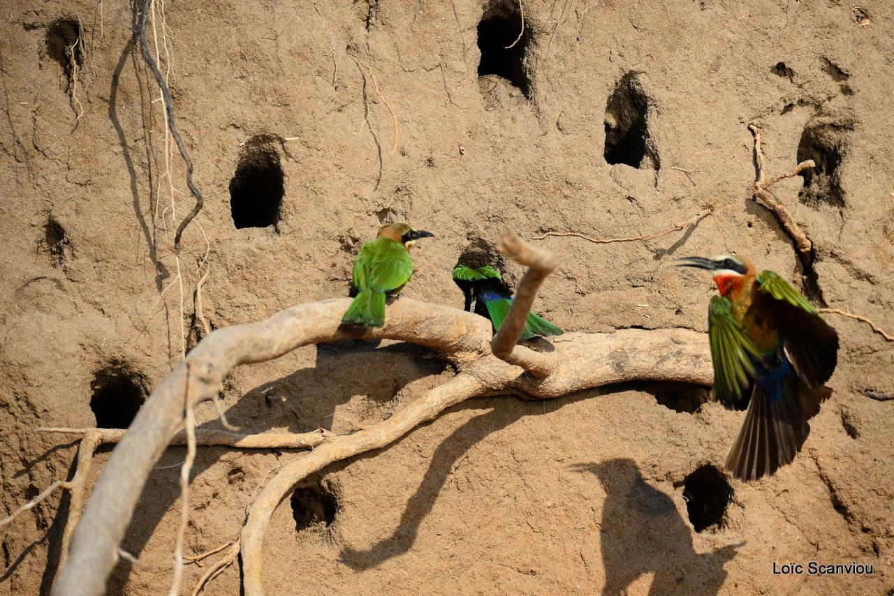 Guêpier à front blanc/White-fronted Bee-eater (7)