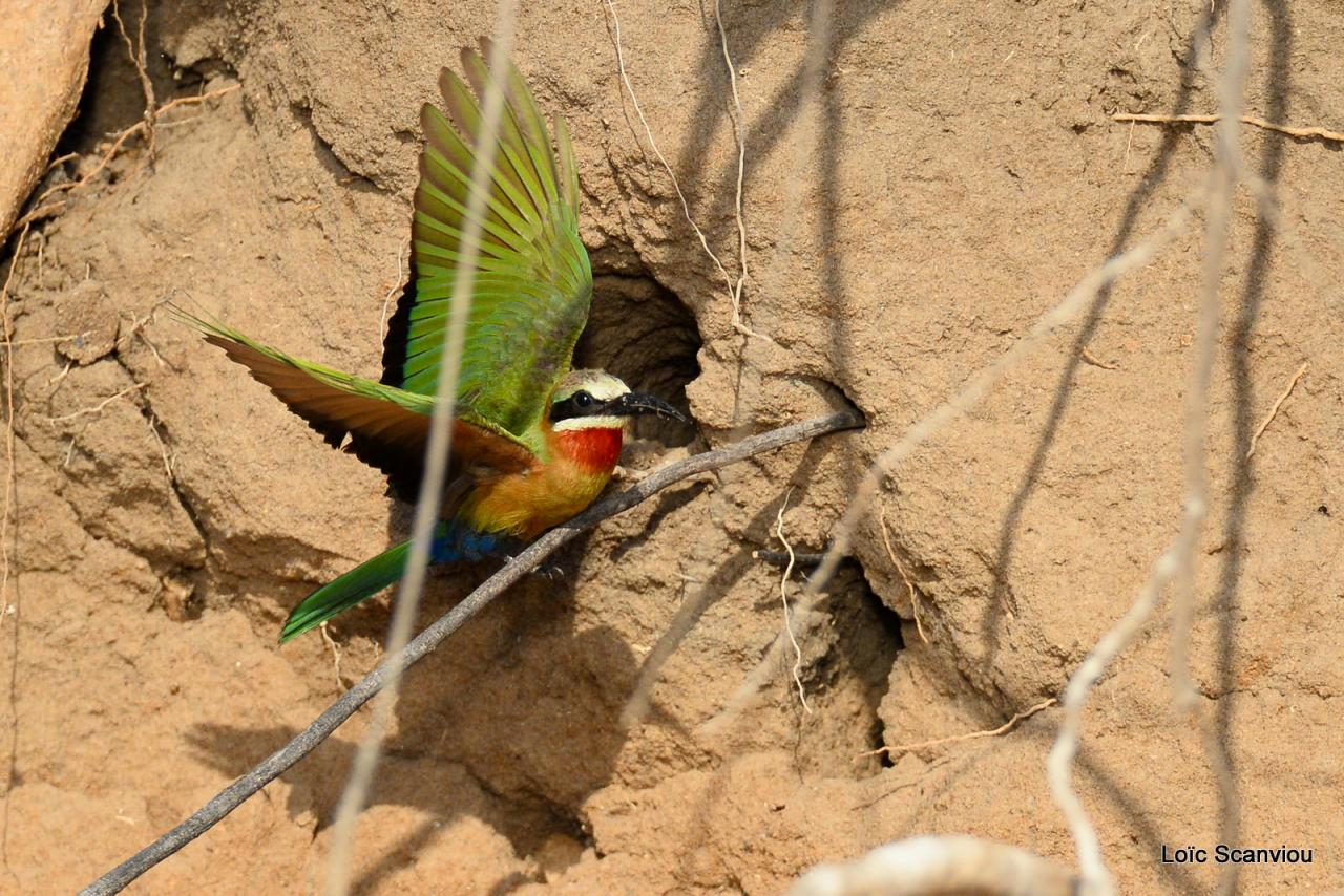 Guêpier à front blanc/White-fronted Bee-eater (8)