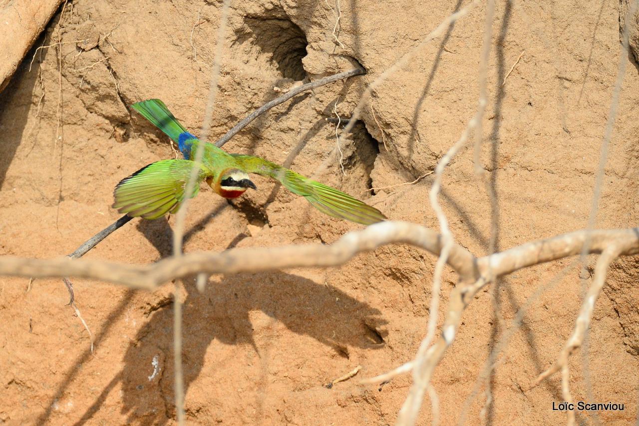 Guêpier à front blanc/White-fronted Bee-eater (9)