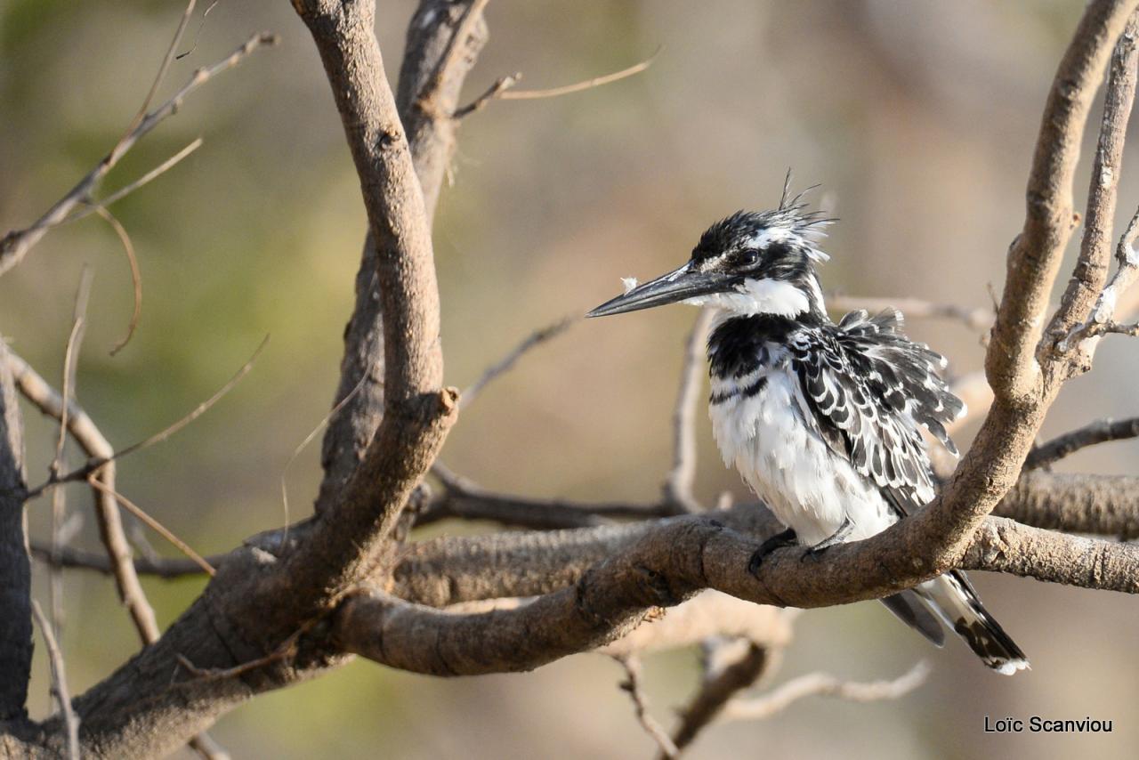 Martin-pêcheur pie/Pied Kingfisher (4)