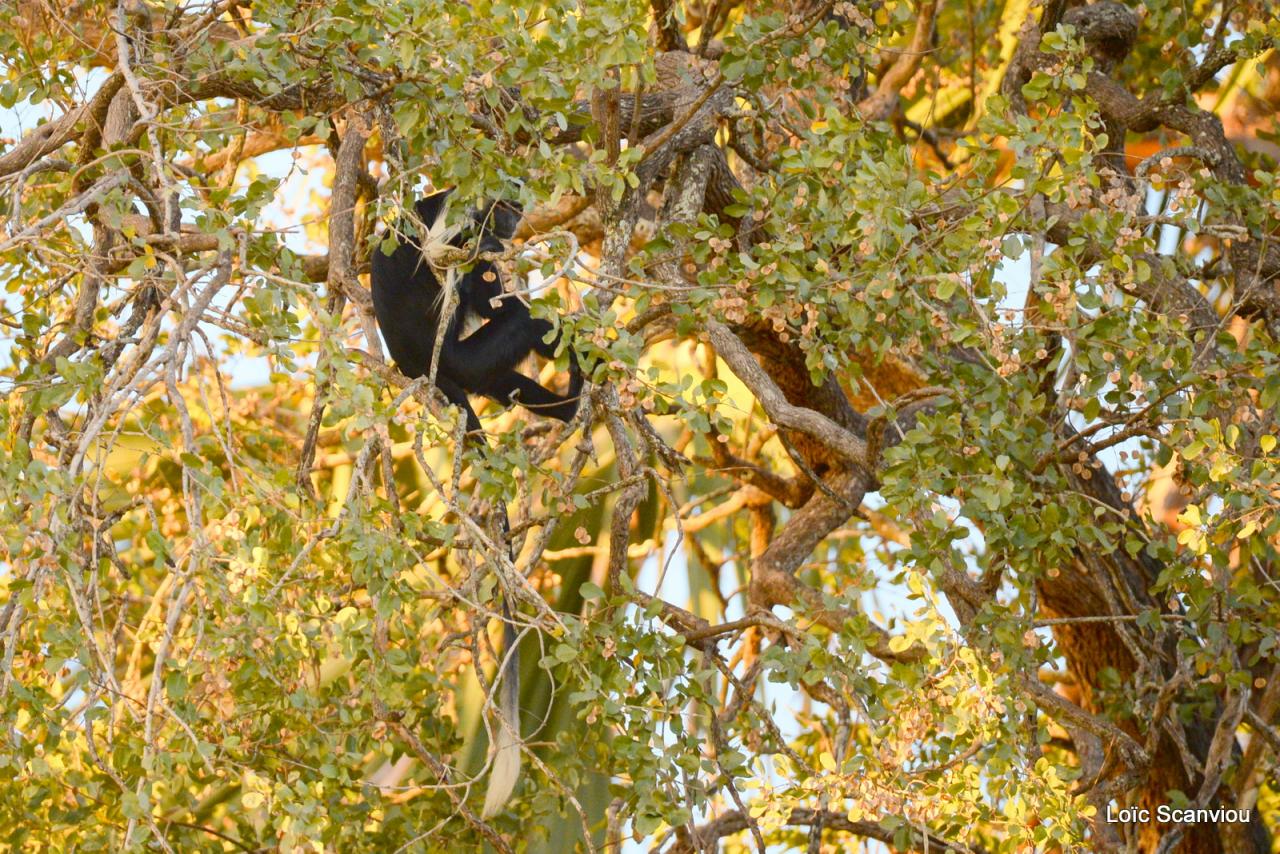 Colobe d'Angola/Angola Colobus (1)