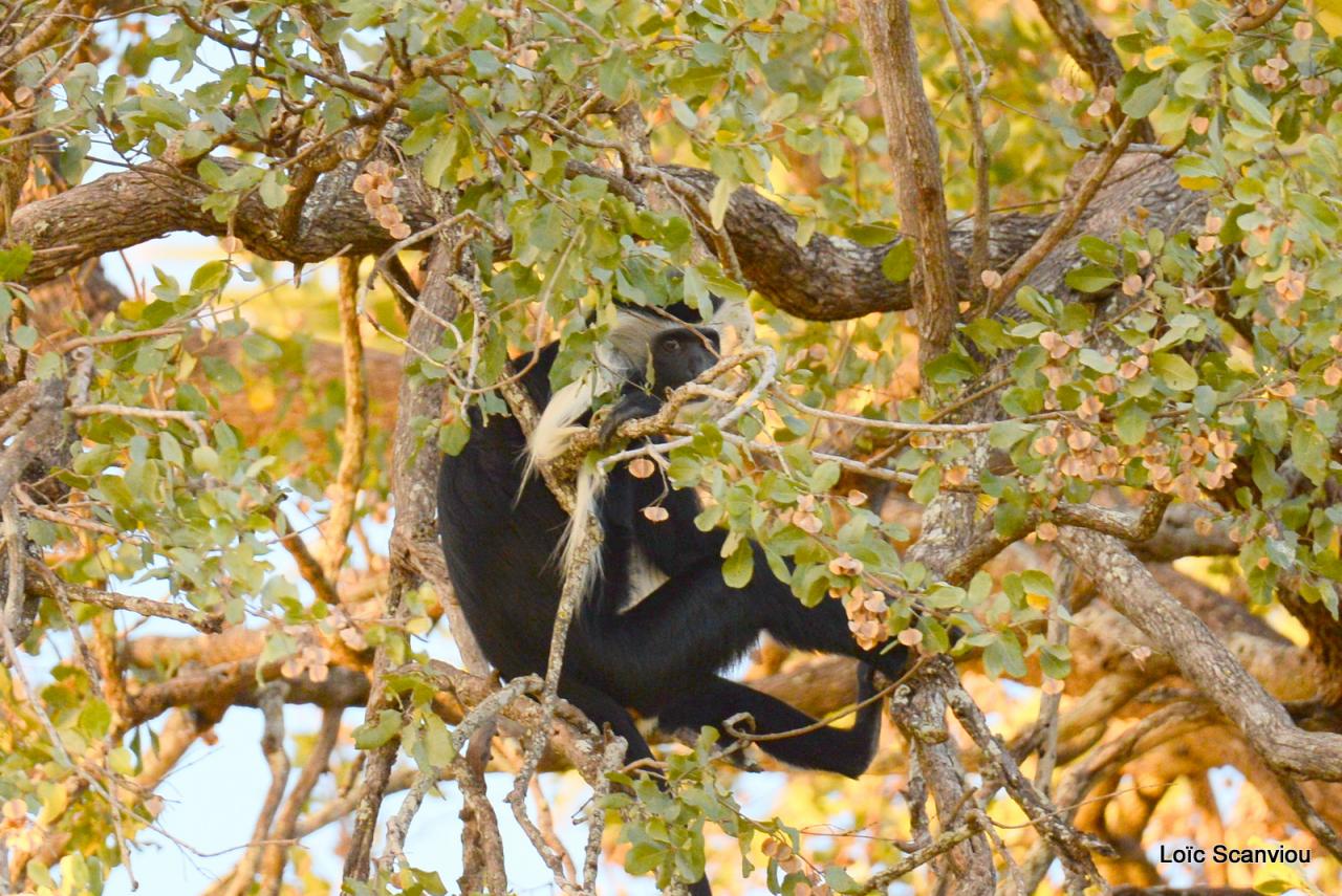 Colobe d'Angola/Angola Colobus (2)