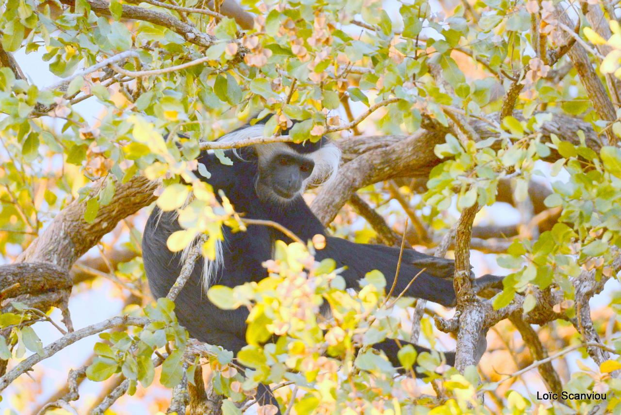Colobe d'Angola/Angola Colobus (3)