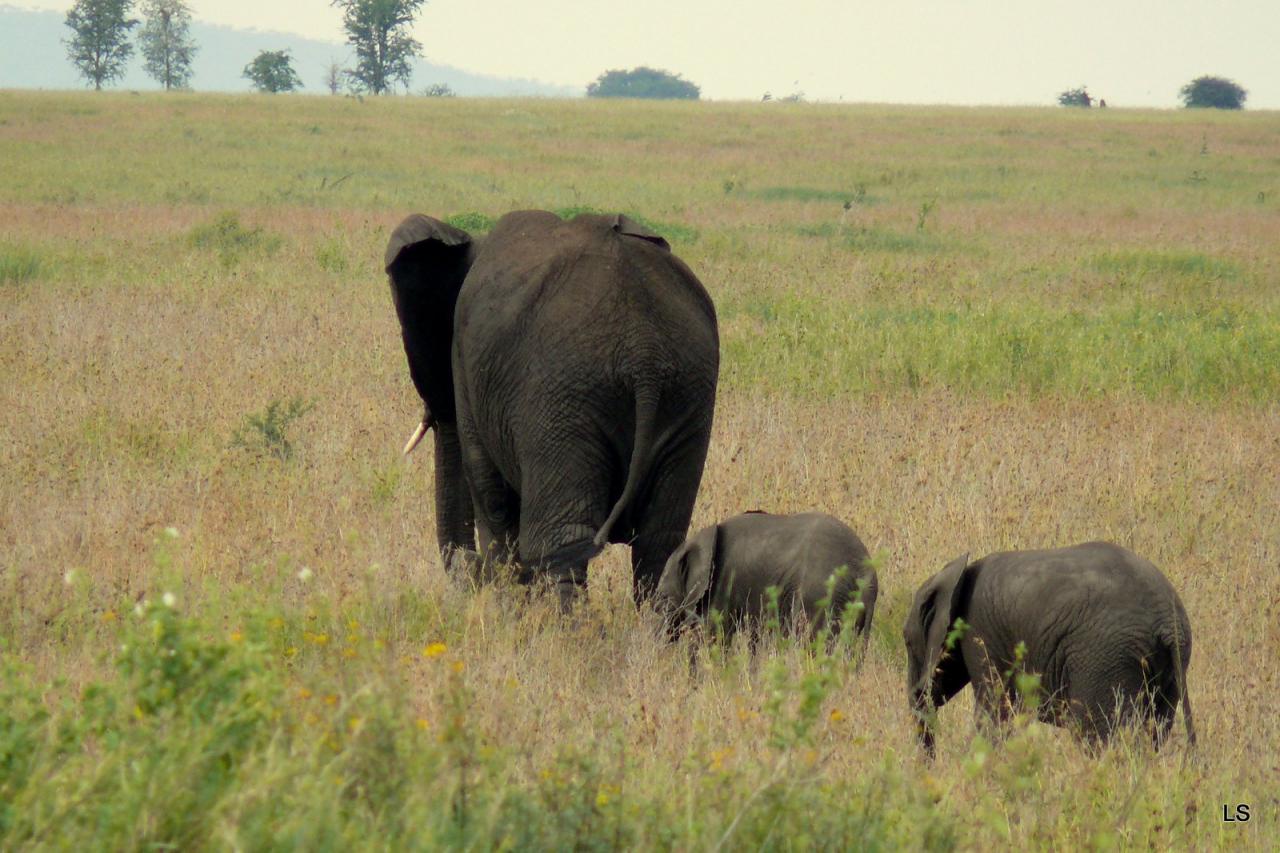 Éléphant d'Afrique/African Savanna Elephant (1)