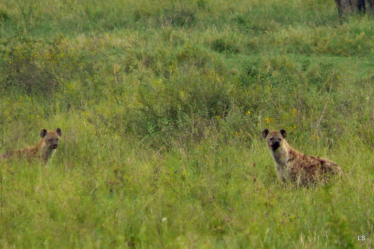 Hyène tachetée/Spotted Hyena (1)