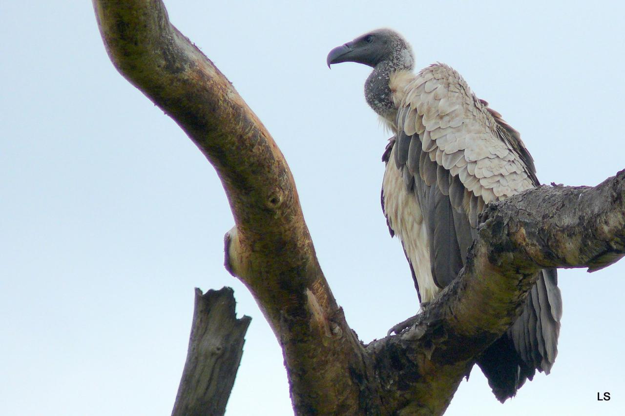 Vautour africain/African White-backed Vulture (1)