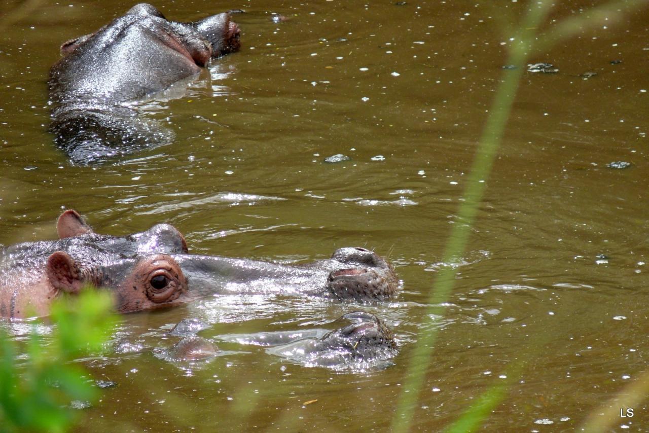 Hippopotame/Hippopotamus (2)