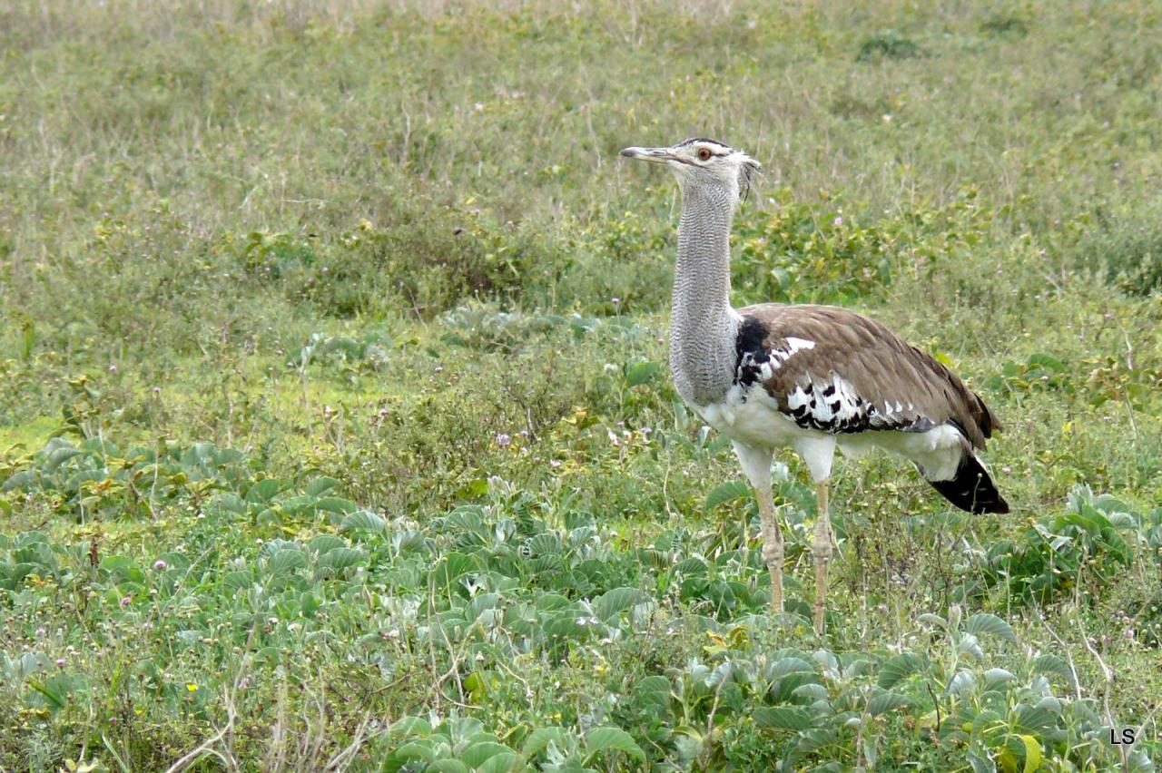 Outarde Kori/Kori Bustard (1)