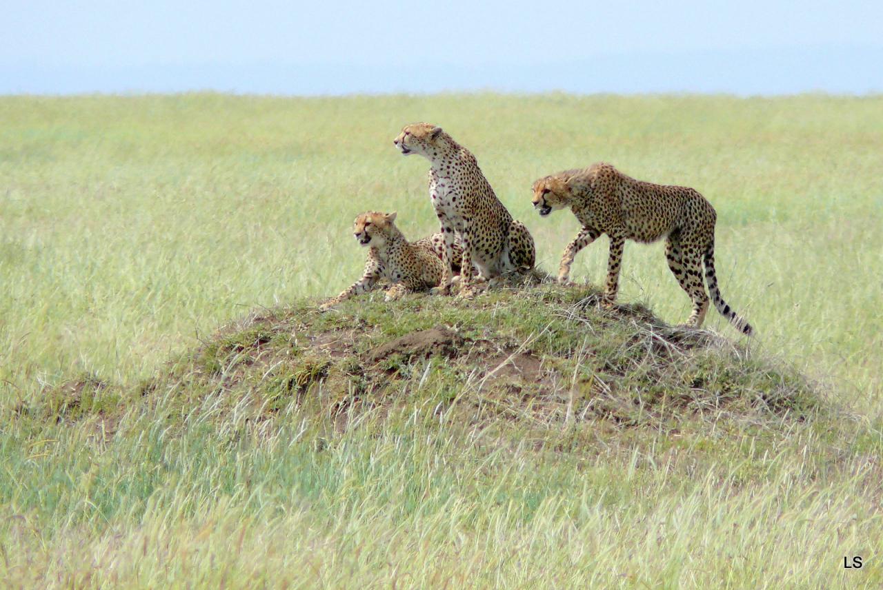 Guépard/Cheetah (2)