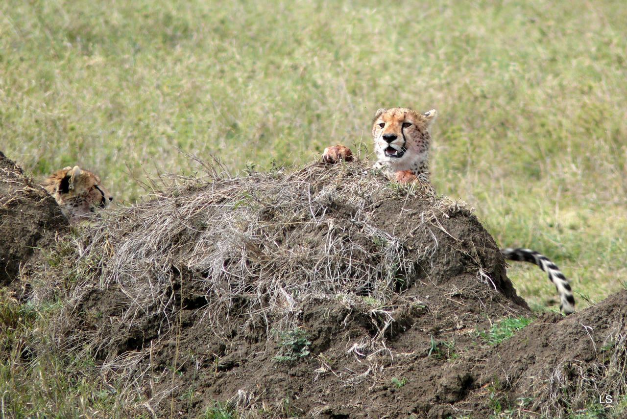 Guépard/Cheetah (1)