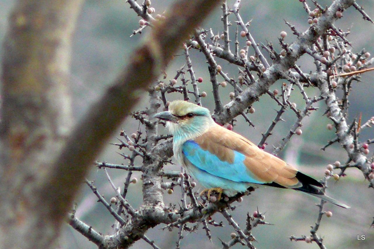 Rollier européen/European Roller (1)