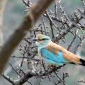 Rollier européen/European Roller (1)