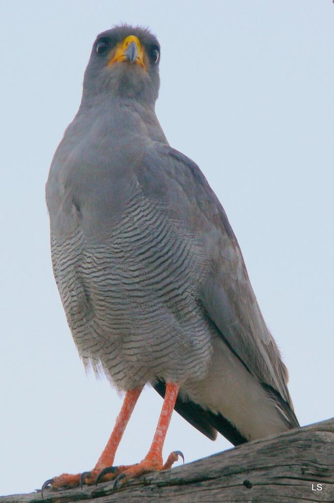 Autour/Goshawk (1)