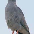 Autour/Goshawk (1)