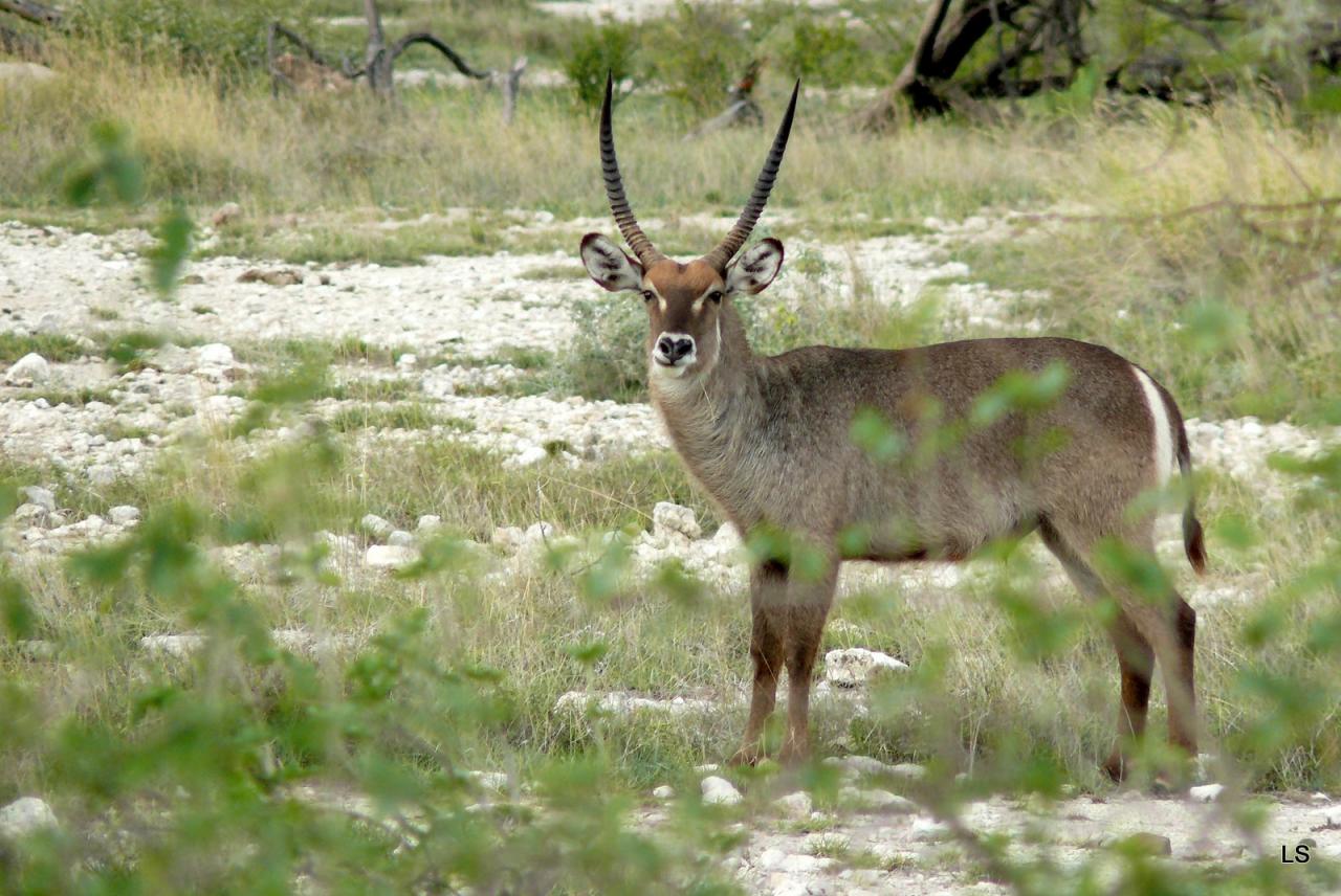 Cobe à croissant/Waterbuck (1)