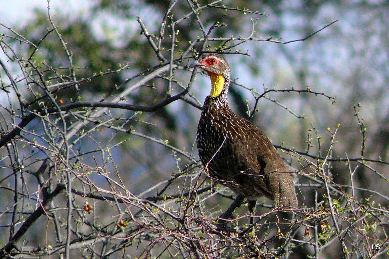 Francolin à cou jaune/Yellow-necked Spurfowl (1)