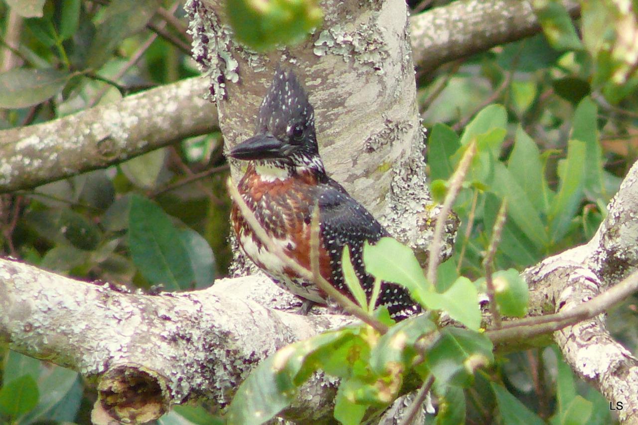 Martin-pêcheur géant/Giant Kingfisher (1)