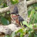 Martin-pêcheur géant/Giant Kingfisher (1)