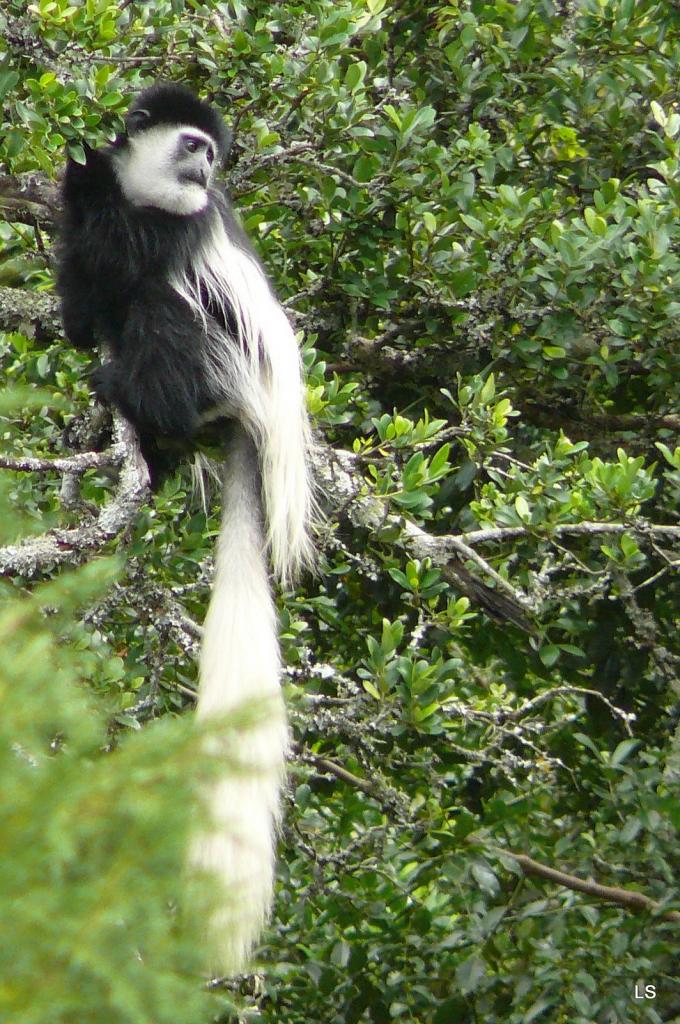 Colobe guereza/Guereza Colobus (1)