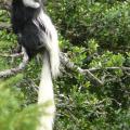 Colobe guereza/Guereza Colobus (1)