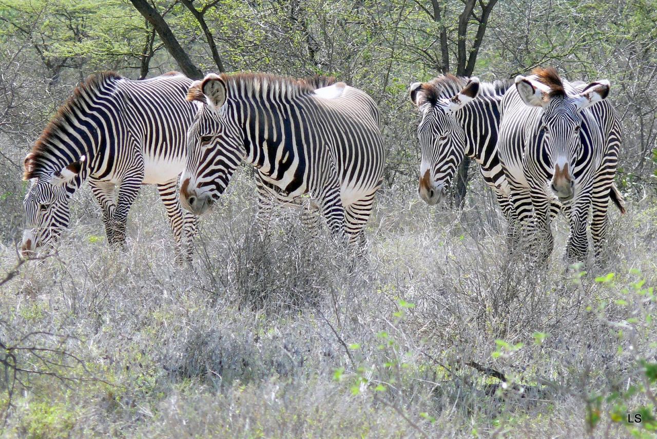 Zèbre de Grévy/Grevy's Zebra (1)