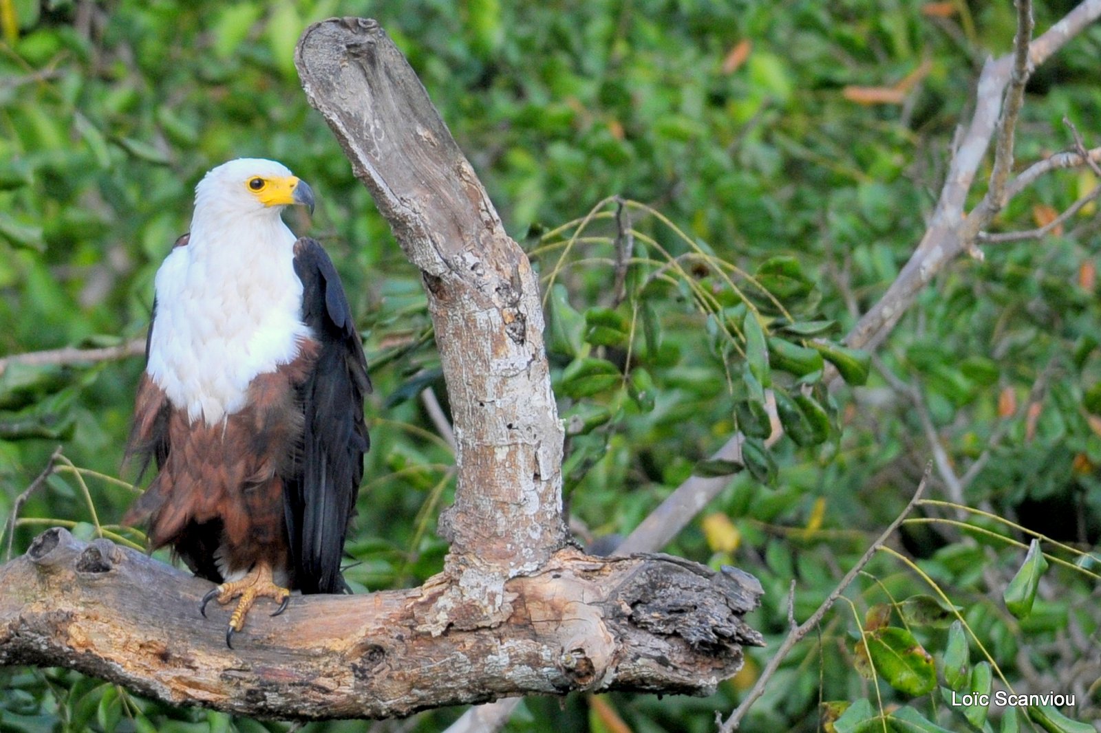 Pygargue vocifère/African Fish Eagle (1)