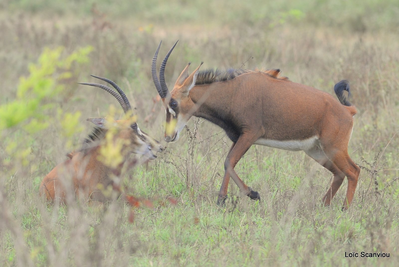 Hippotrague noir/Sable Antelope (2)