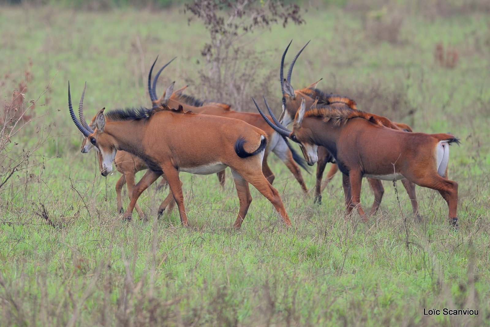 Hippotrague noir/Sable Antelope (3)