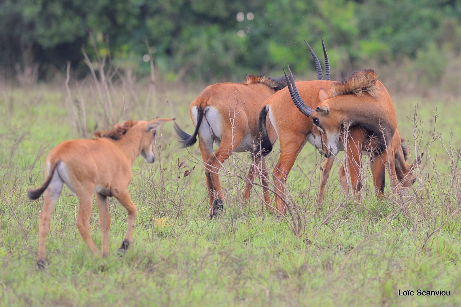 Hippotrague noir/Sable Antelope (4)