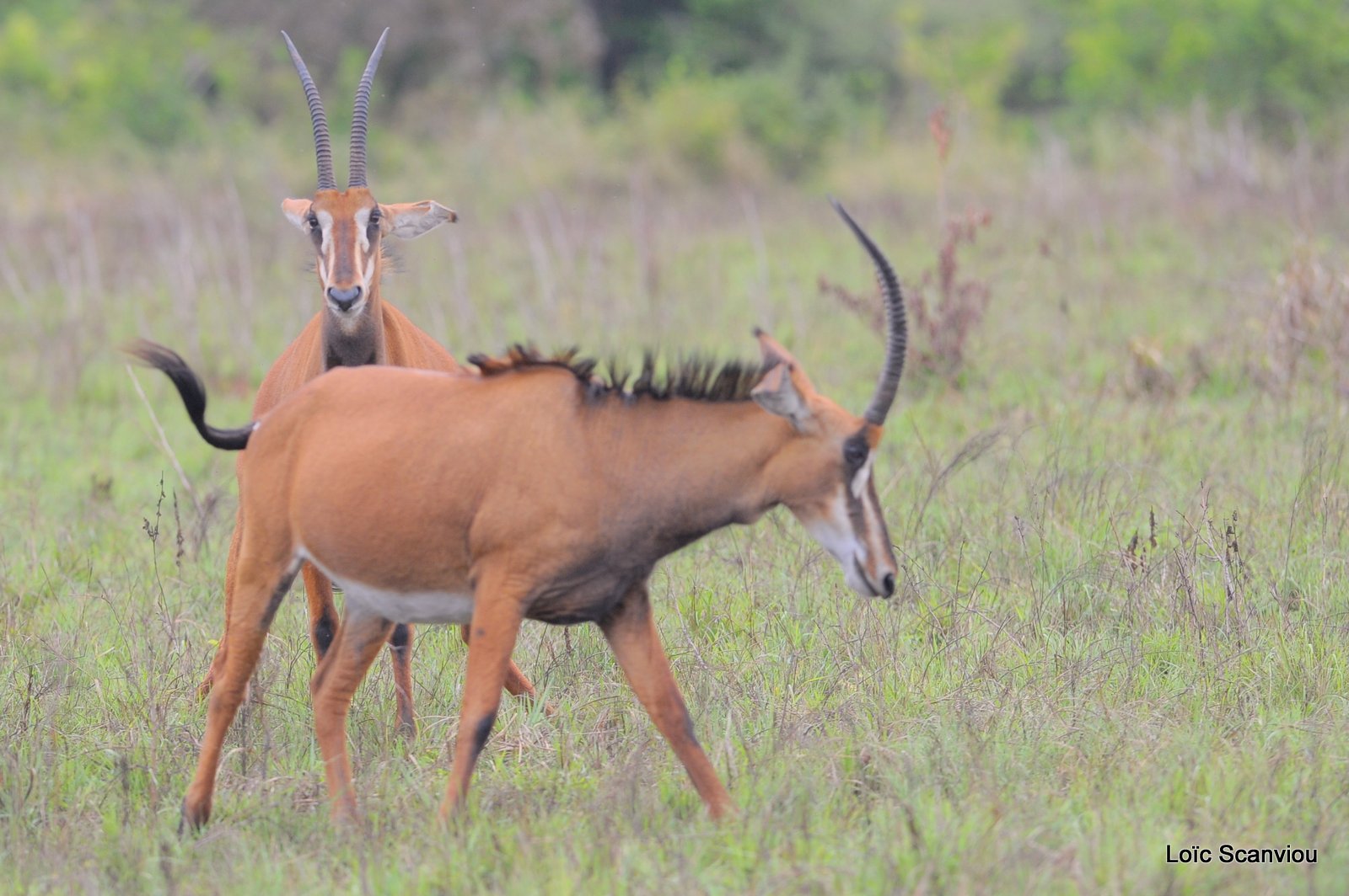 Hippotrague noir/Sable Antelope (5)