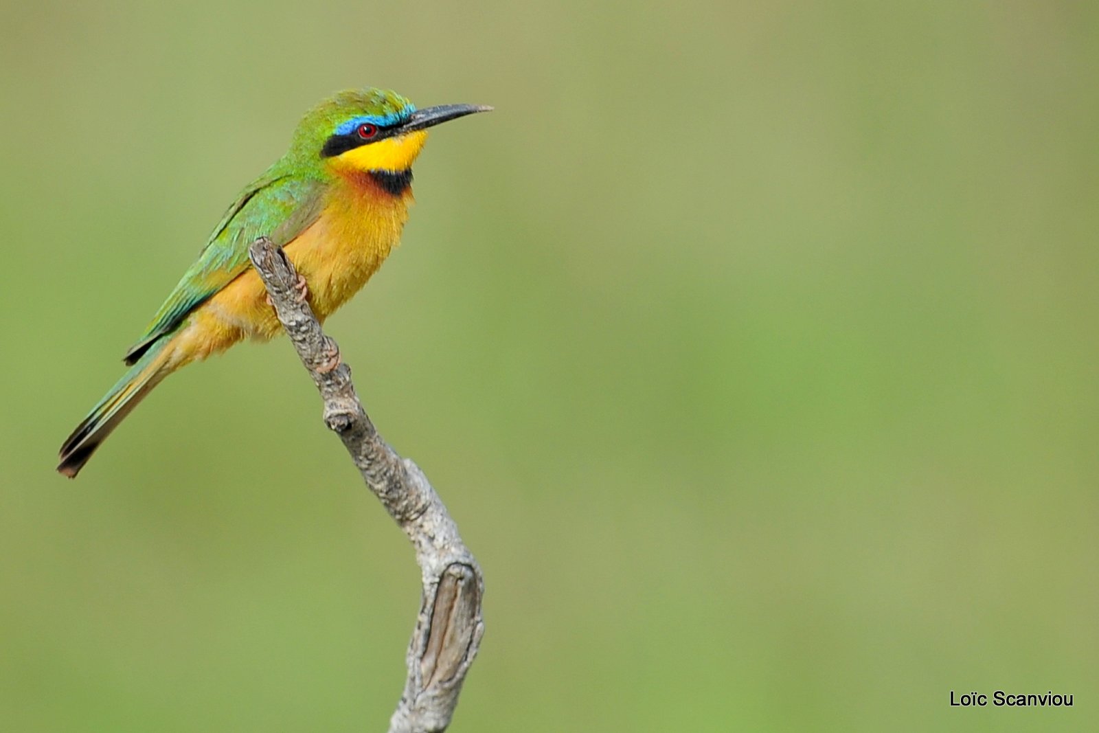 Guêpier nain/Little Bee-Eater (2)