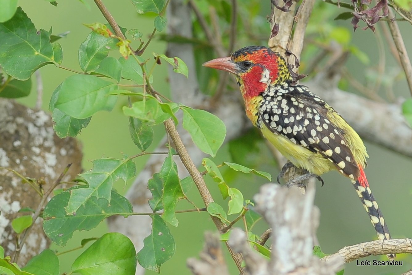 Barbican à tête rouge/Red-and-yellow Barbet (1)