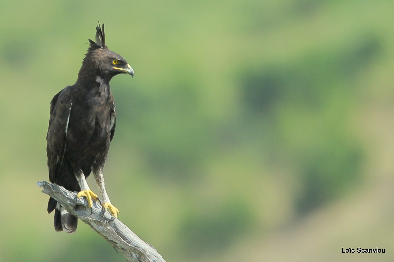 Aigle huppard/Long-crested Eagle (1)