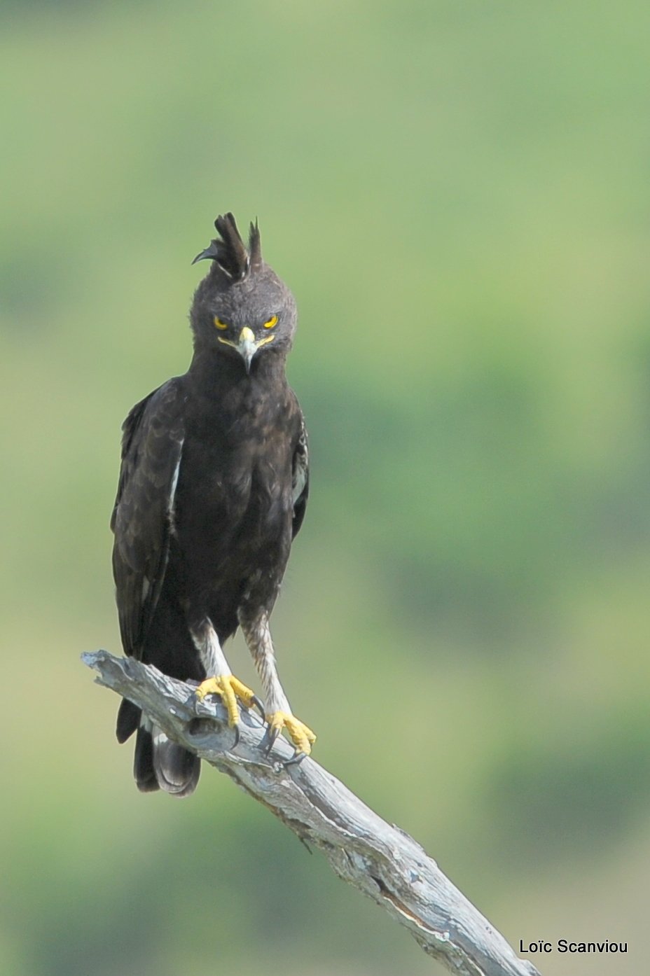 Aigle huppard/Long-crested Eagle (2)