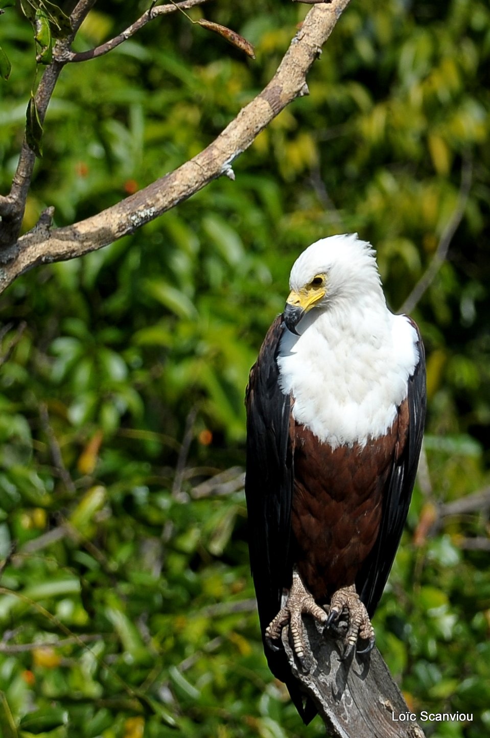 Pygargue vocifère/African Fish Eagle  (14)