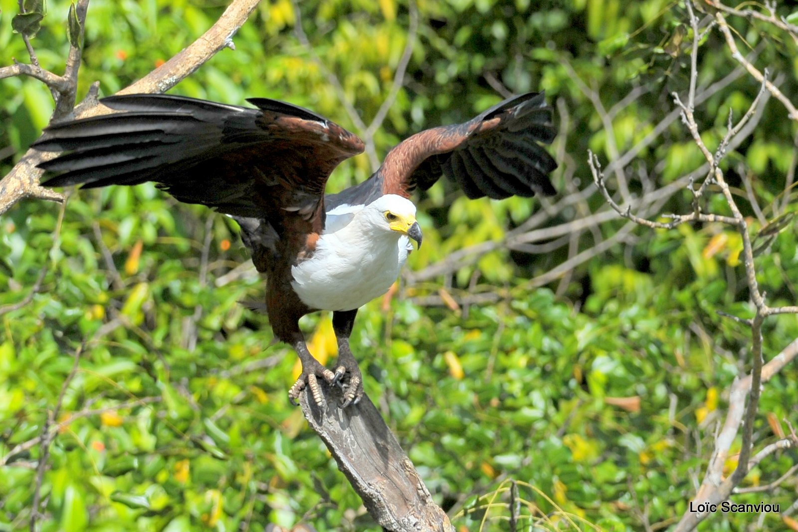 Pygargue vocifère/African Fish Eagle  (15)