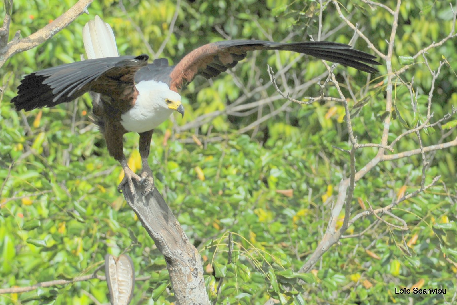 Pygargue vocifère/African Fish Eagle  (16)