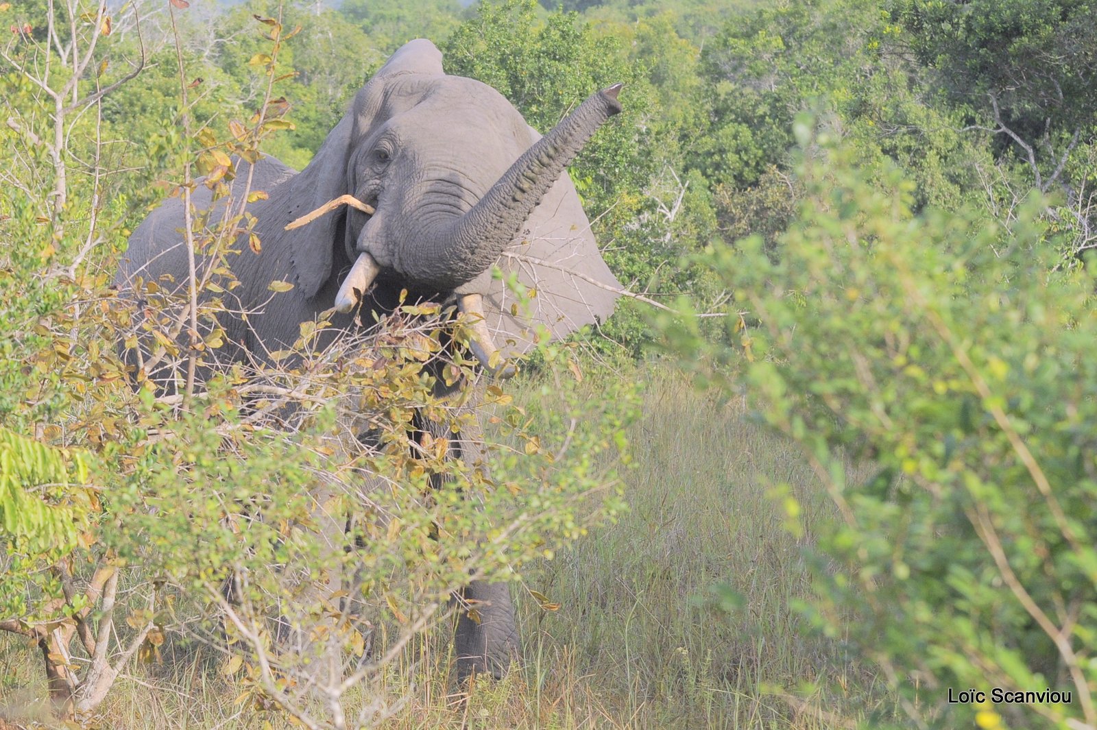 Eléphant (2)