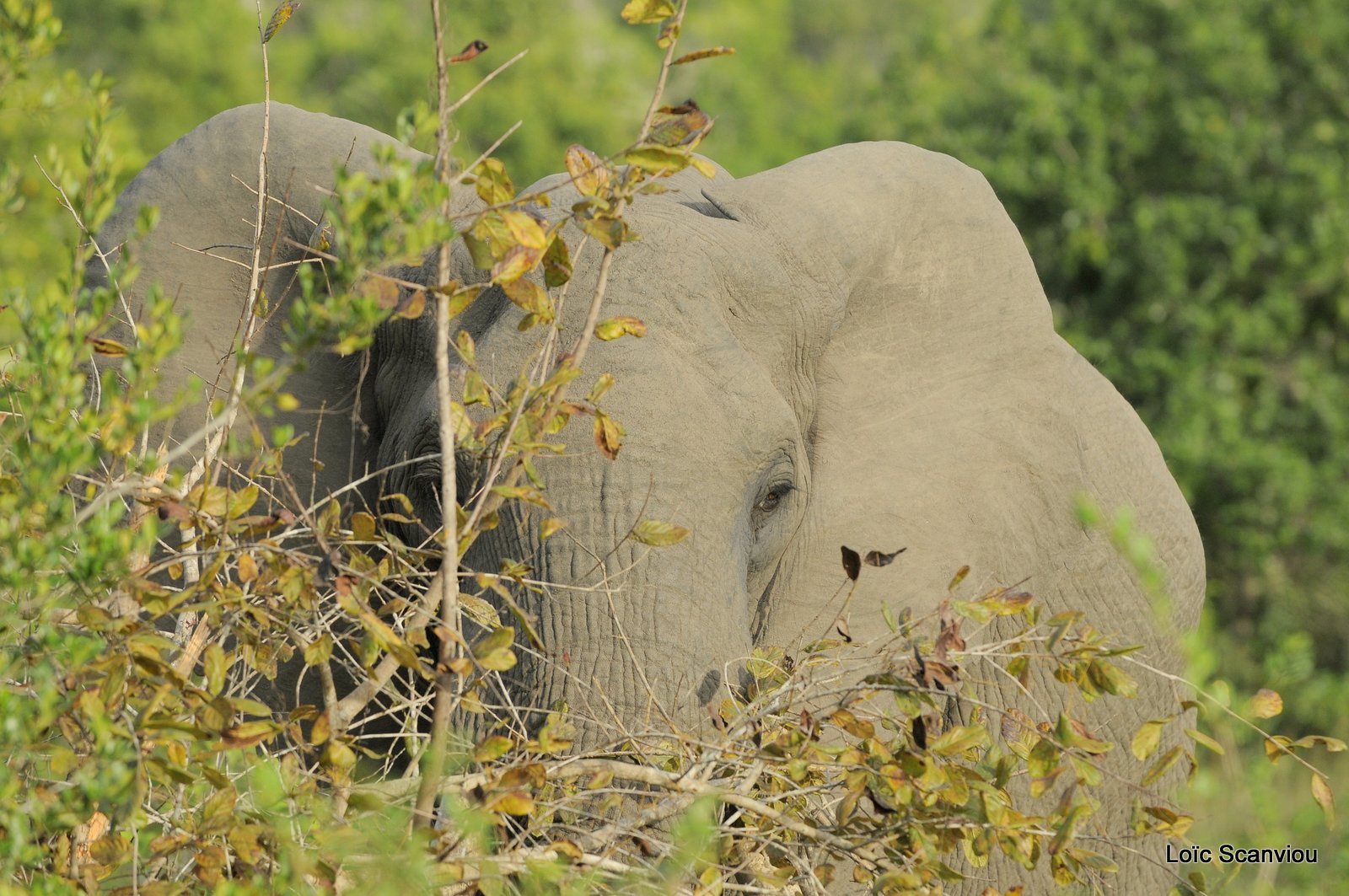 Eléphant (3)