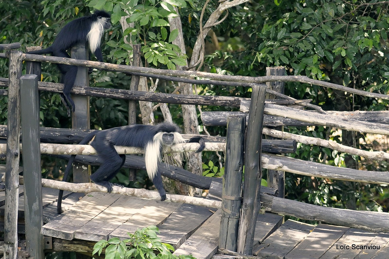 Colobe d'Angola/Angola Black and White Colobus  (4)