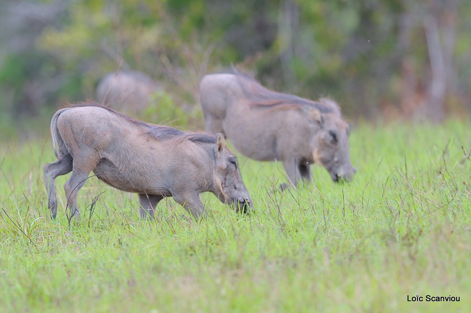 Phacochère/Warthog (1)