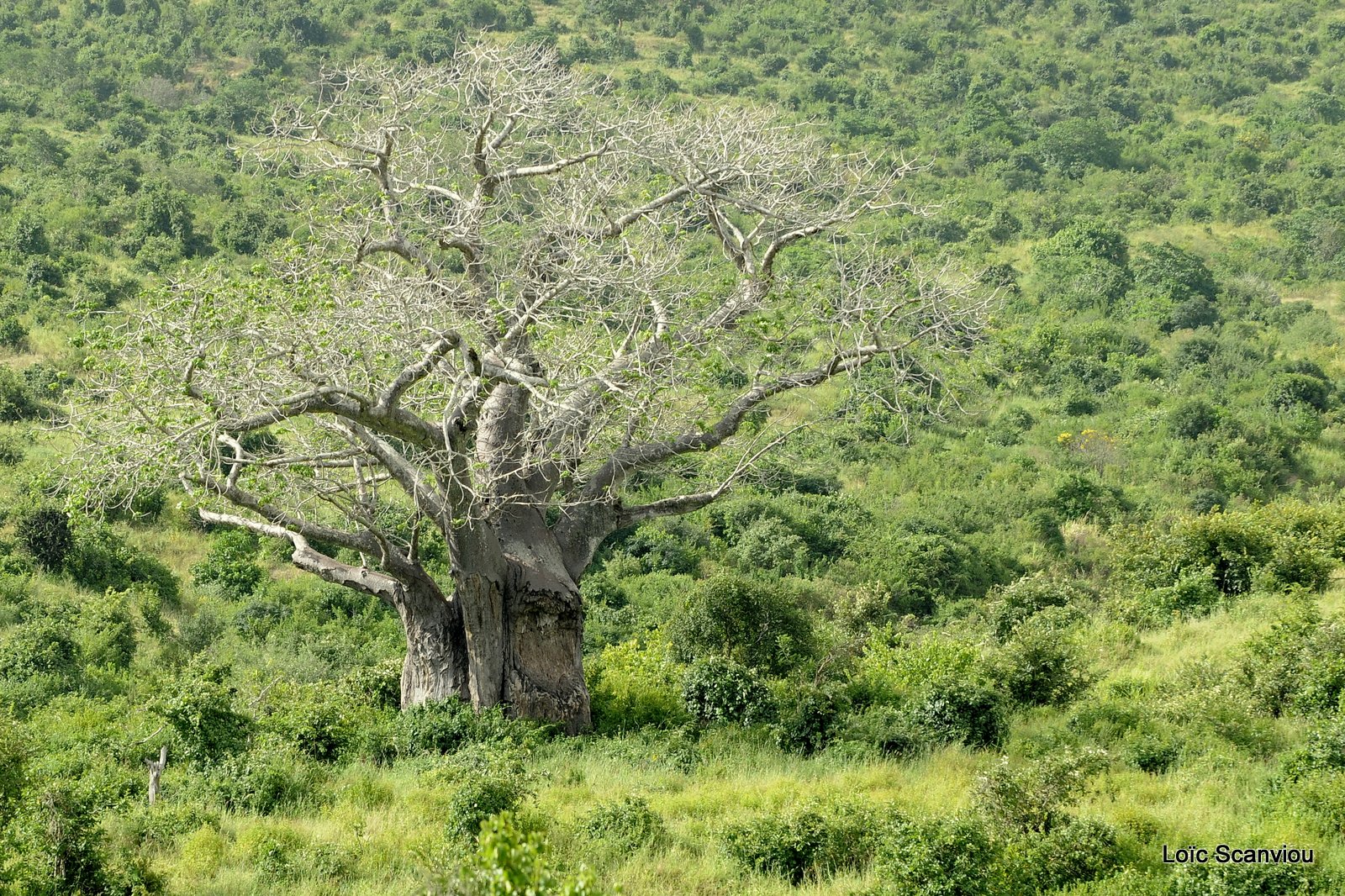 Shimba Hills 2012 (80)