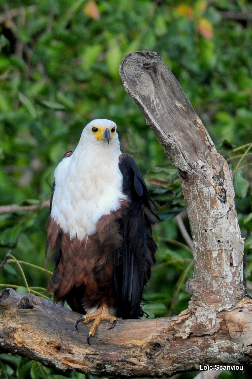 Pygargue vocifère/African Fish Eagle  (19)