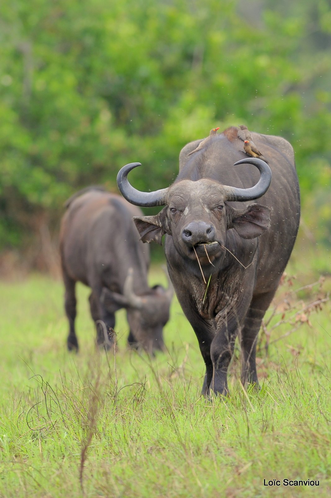 Buffle du Cap/Cape Buffalo (1)